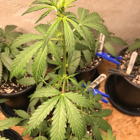 Purple Haze #4 growlog timeline photo