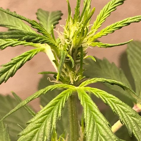 Purple Haze #4 growlog timeline photo