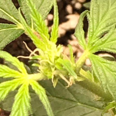 Purple Haze #4 growlog timeline photo