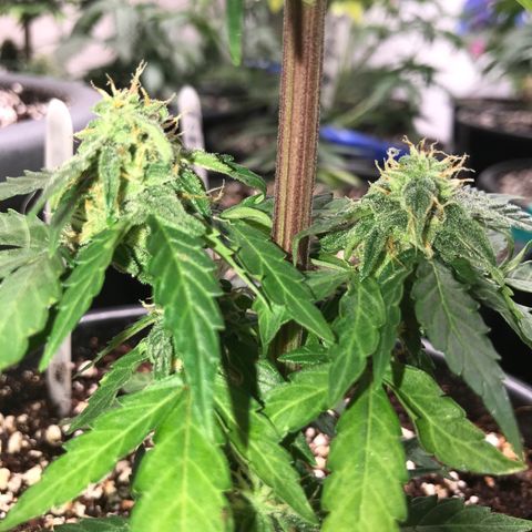 Titan F1 #1 growlog timeline photo