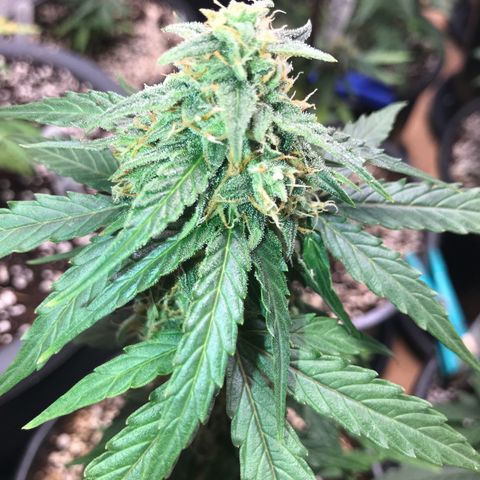 Titan F1 #1 growlog timeline photo