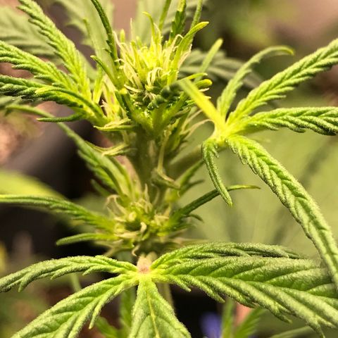 Purple Haze #1 growlog timeline photo