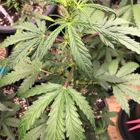 Purple Haze #1 growlog timeline photo