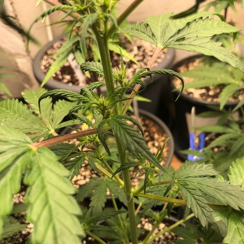 Purple Haze #1 growlog timeline photo