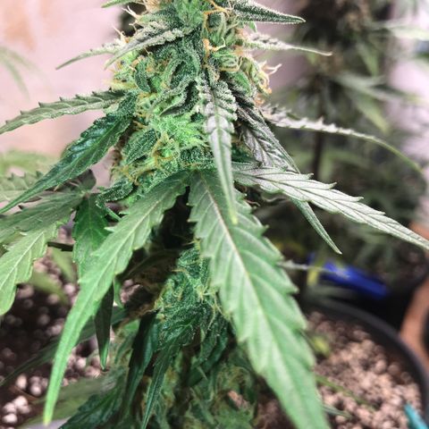 Titan F1 #1 growlog timeline photo