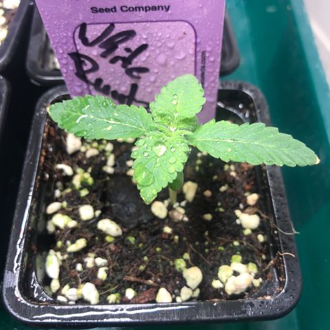 White Runtz  #2 growlog timeline photo