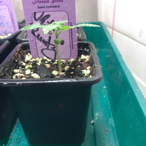 White Runtz  #2 growlog timeline photo