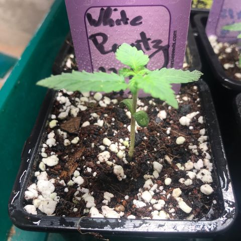 White Runtz  #1 growlog timeline photo