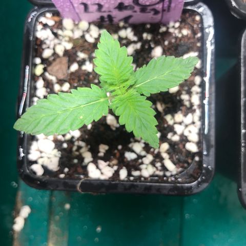 White Runtz  #1 growlog timeline photo