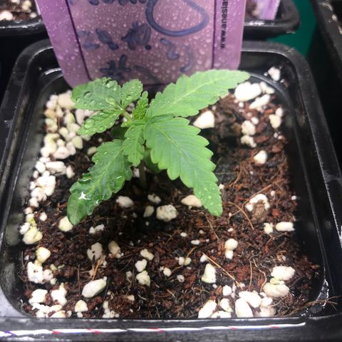 White Runtz  #3 growlog timeline photo