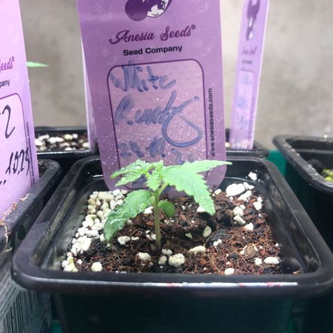 White Runtz  #3 growlog timeline photo