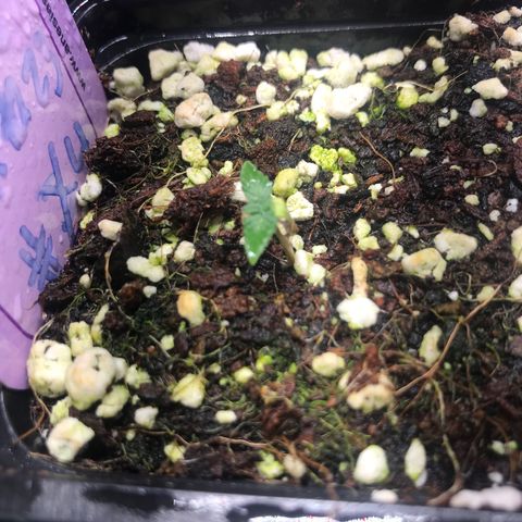 White Runtz  #4 growlog timeline photo