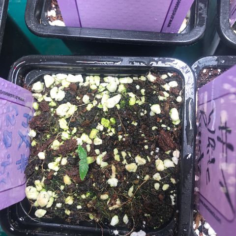 White Runtz  #4 growlog timeline photo