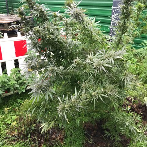Hollands Hope  #1 growlog timeline photo