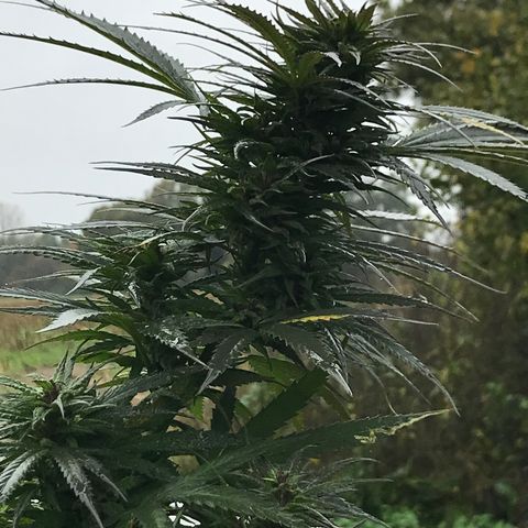 Hollands Hope  #1 growlog timeline photo