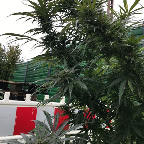Hollands Hope  #1 growlog timeline photo