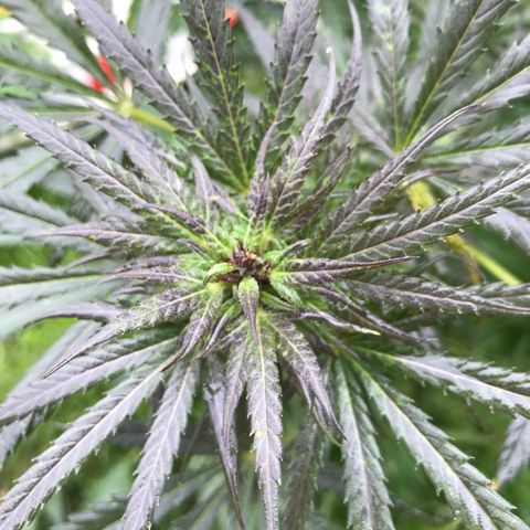 Hollands Hope  #1 growlog timeline photo