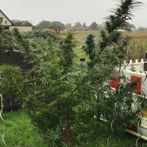 Hollands Hope  #1 growlog timeline photo