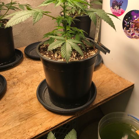 Special Queen #1 growlog timeline photo