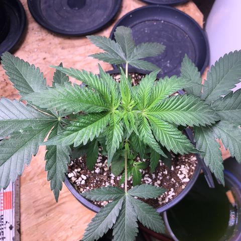 Special Queen #1 growlog timeline photo