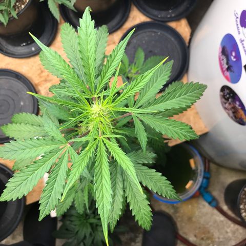 Purple Haze #1 growlog timeline photo