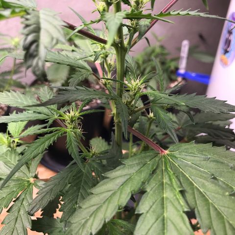 Purple Haze #1 growlog timeline photo