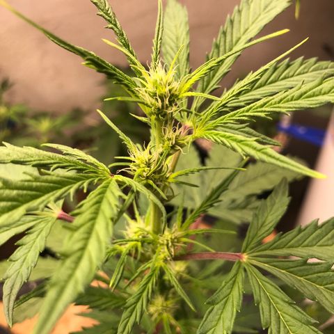 Purple Haze #1 growlog timeline photo