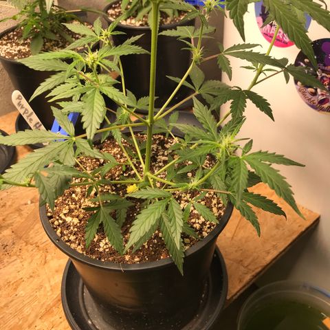 Purple Haze #4 growlog timeline photo