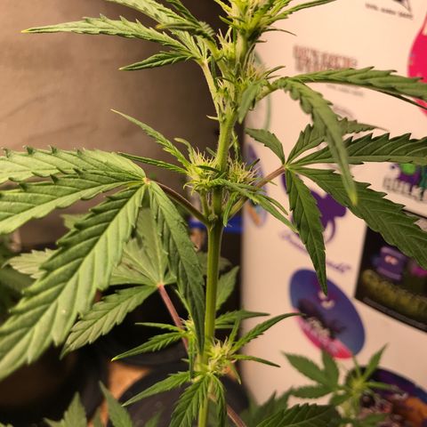 Purple Haze #4 growlog timeline photo