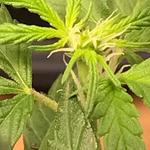 Purple Haze #4 growlog timeline photo