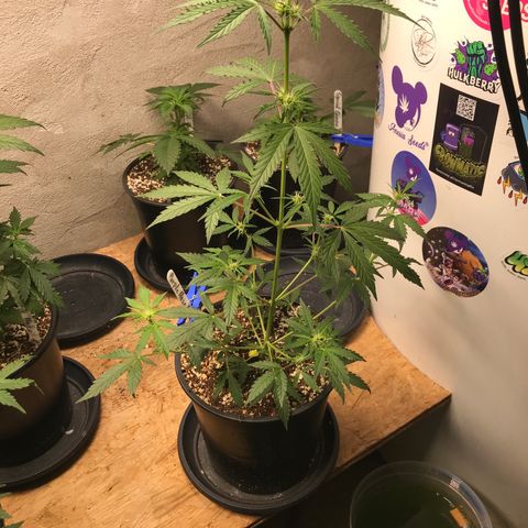 Purple Haze #4 growlog timeline photo
