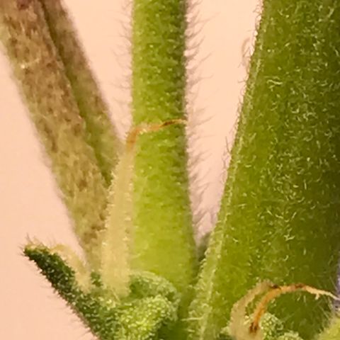 Purple Haze #4 growlog timeline photo