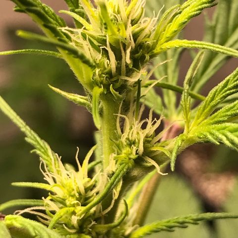Purple Haze #1 growlog timeline photo