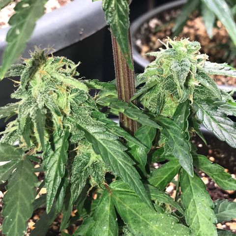 Titan F1 #1 growlog timeline photo