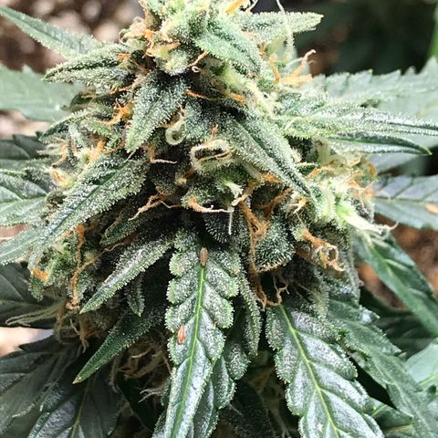 Titan F1 #1 growlog timeline photo