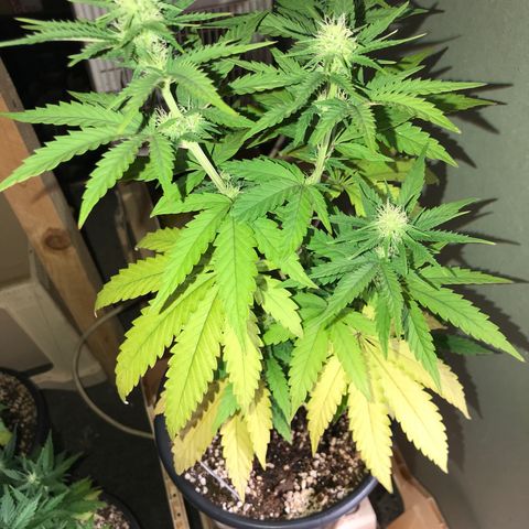 Royal Biscotti  #2 growlog timeline photo