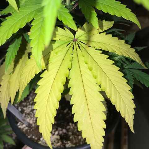 Royal Biscotti  #2 growlog timeline photo