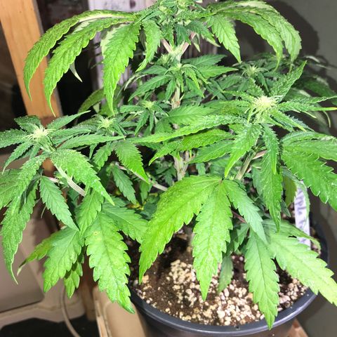 Royal Apple Fritter #1 growlog timeline photo