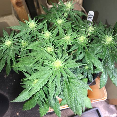 Sweet Lemon Ak #3 growlog timeline photo