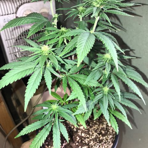 Royal Skywalker  #3 growlog timeline photo