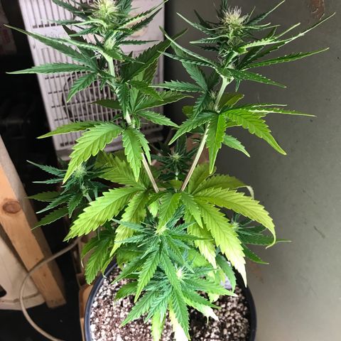 Royal Gushers #1 growlog timeline photo