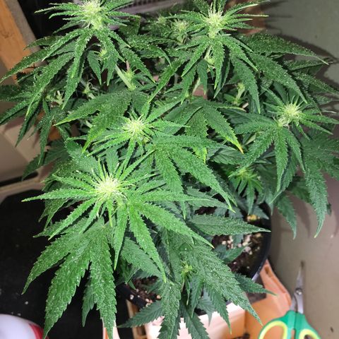 Sweet Lemon Ak #1 growlog timeline photo