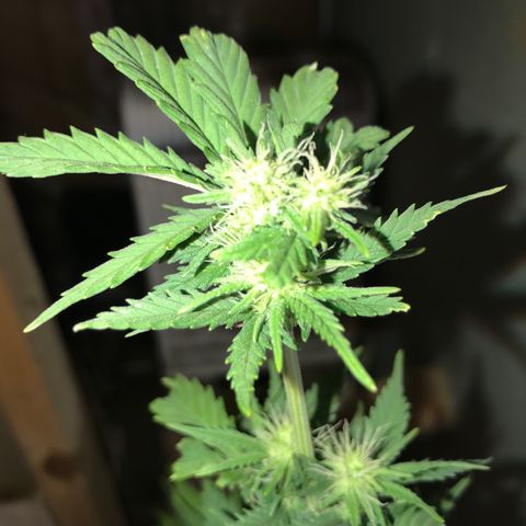 Royal Skywalker  #1 growlog timeline photo