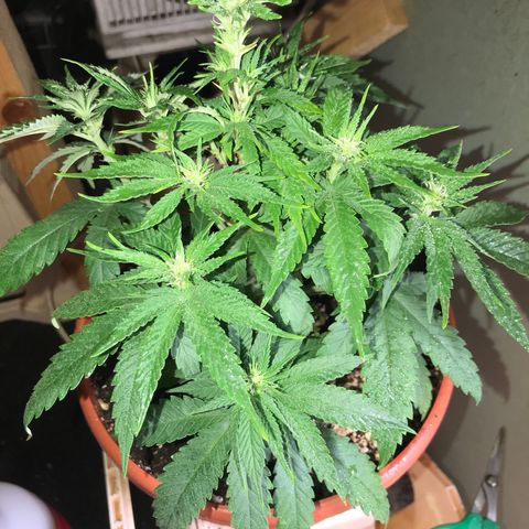 Black Orchid  #1 growlog timeline photo