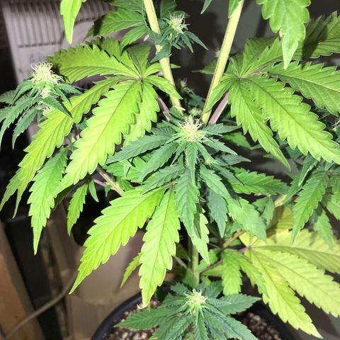 Royal Biscotti  #3 growlog timeline photo
