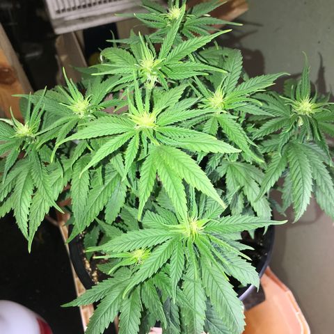 Black Orchid  #3 growlog timeline photo