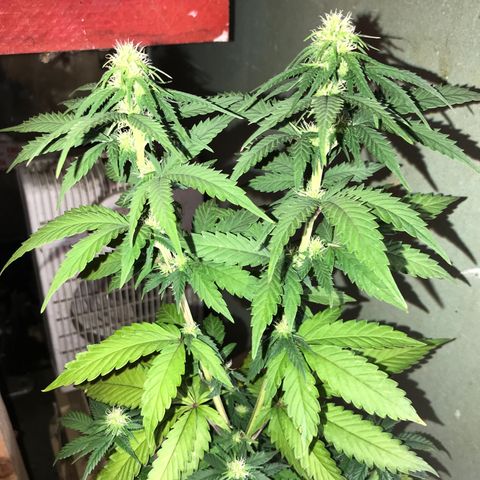 Royal Biscotti  #3 growlog timeline photo