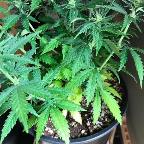 Royal Skywalker  #1 growlog timeline photo