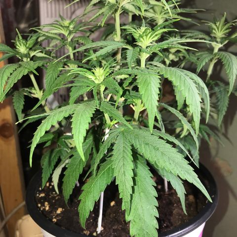 Black Orchid  #3 growlog timeline photo