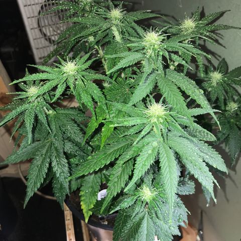 Do- Si- Dos #2 growlog timeline photo